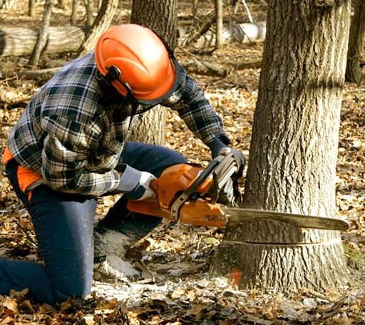 Tree Removal in New Athens, OH